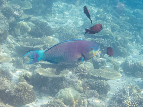 Chlorurus strongylocephalus
