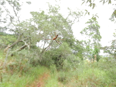 Trichonephila clavipes