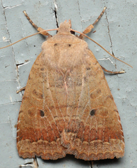 Sericaglaea signata