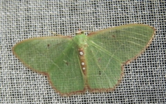 Nemoria lixaria