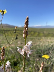Slender-leaved Asphodel (Asphodelus tenuifolius)