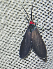 Ctenucha