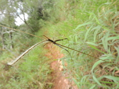 Trichonephila clavipes