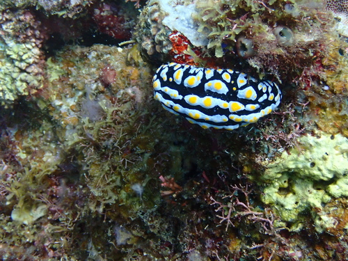 Phyllidia varicosa