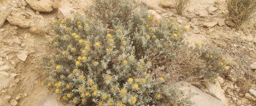 Anvillea garcinii