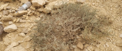 Heliotropium bacciferum
