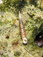 Brachypodella subtilis