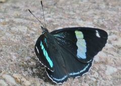 Diaethria anna