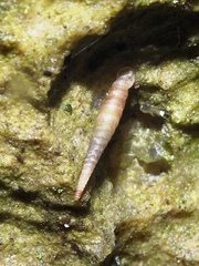 Brachypodella subtilis