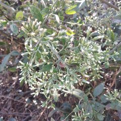 Baccharis multiflora