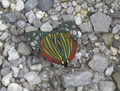 Campylotes histrionicus