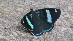 Diaethria anna