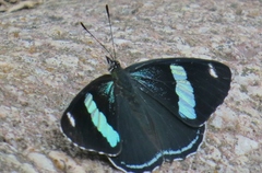 Diaethria anna