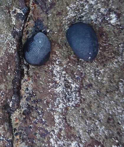 Nerita atramentosa