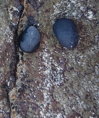 Nerita atramentosa
