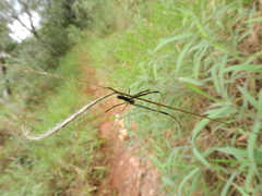 Trichonephila clavipes