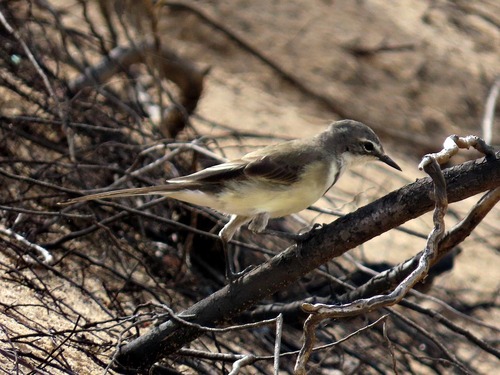 Cape Wagtail