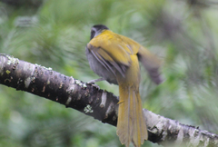 Saltator atriceps