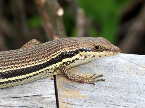 Eastern Sand Skink
