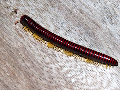 Leading Black Millipede