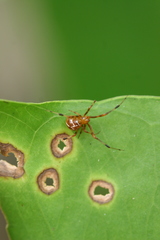 Nihonhimea tesselata