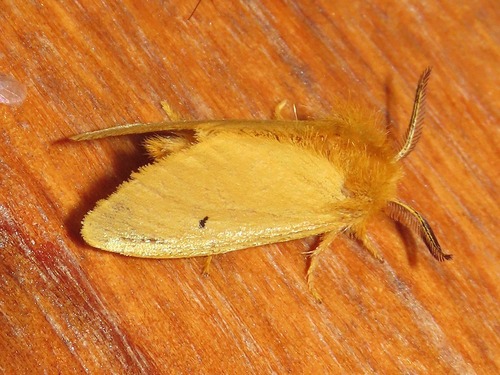 Adrallia bipunctata