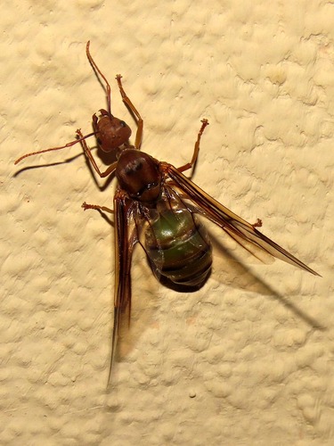 African Weaver Ant