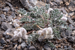 Astragalus newberryi