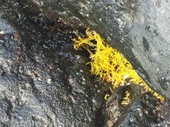 Ahnfeltiopsis concinna