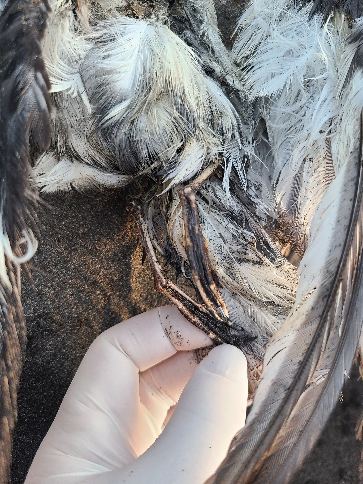 Mottled Petrel (Pterodroma inexpectata), photo 3