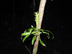 Tillandsia heliconioides