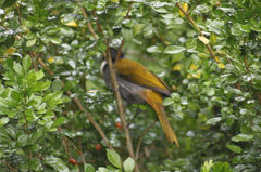 Saltator atriceps