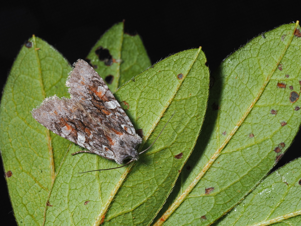 Lithophane trimorpha