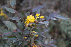 Berberis gracilis