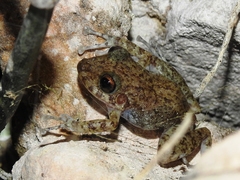 Craugastor psephosypharus