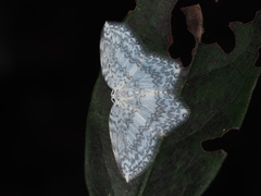 Leucodrepana serratilinea
