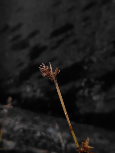 Fimbristylis microcarya (Fimbristylis microcarya)