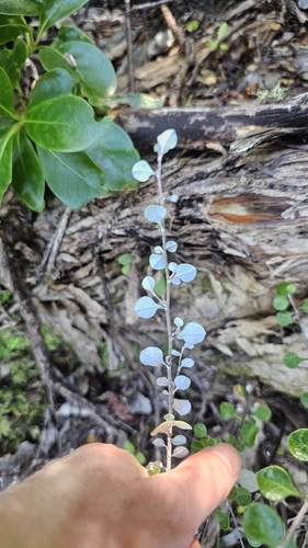 Niniao (Helichrysum lanceolatum)