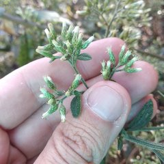 Baccharis multiflora
