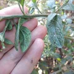 Baccharis multiflora
