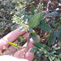 Baccharis multiflora