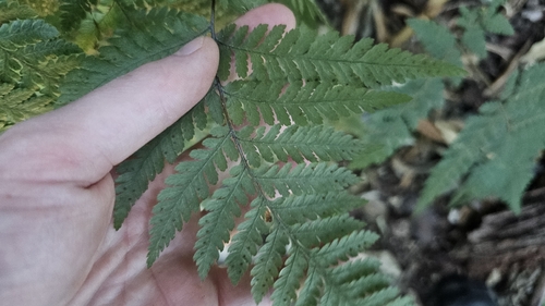 velvet fern (Lastreopsis velutina)