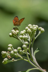 Antillea pelops