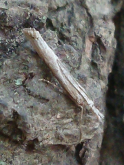 Orocrambus cyclopicus