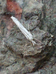Orocrambus cyclopicus