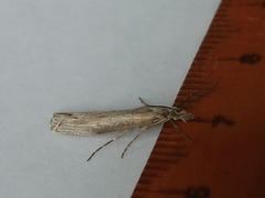 Orocrambus cyclopicus