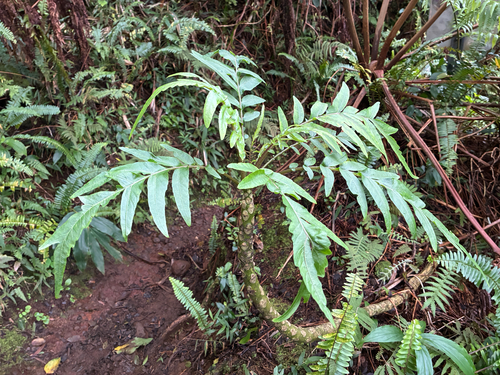 Cyanea grimesiana observed 2026-03-16