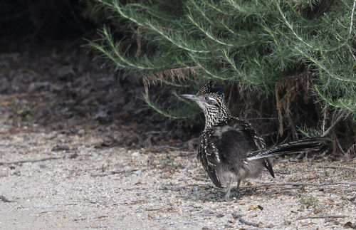 iNaturalist observation photo of Greater Roadrunner