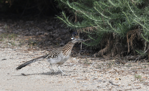 iNaturalist observation photo of Greater Roadrunner