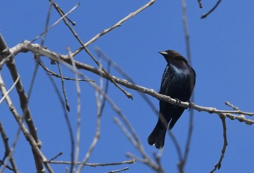 iNaturalist observation photo of Brown-headed Cowbird
